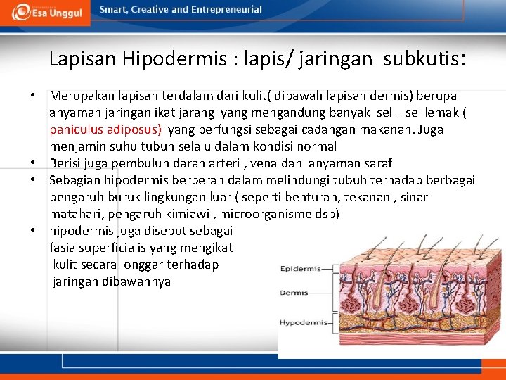 Lapisan Hipodermis : lapis/ jaringan subkutis: • Merupakan lapisan terdalam dari kulit( dibawah lapisan