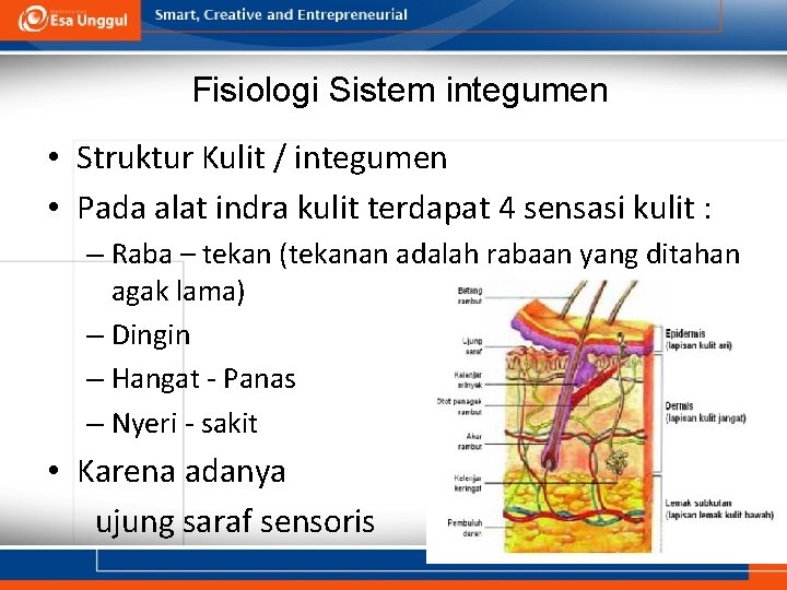 Fisiologi Sistem integumen • Struktur Kulit / integumen • Pada alat indra kulit terdapat