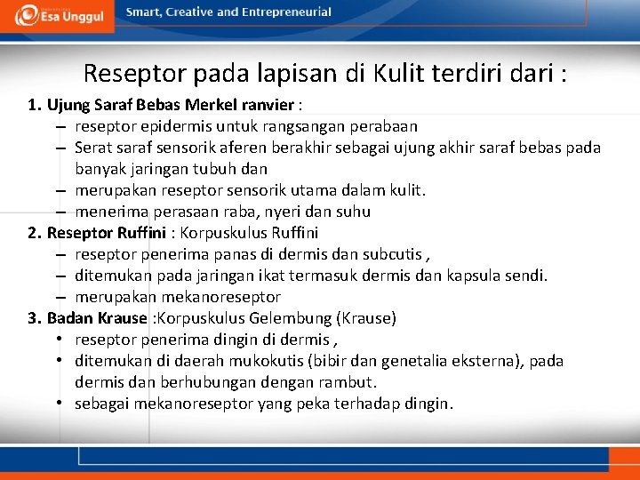 Reseptor pada lapisan di Kulit terdiri dari : 1. Ujung Saraf Bebas Merkel ranvier