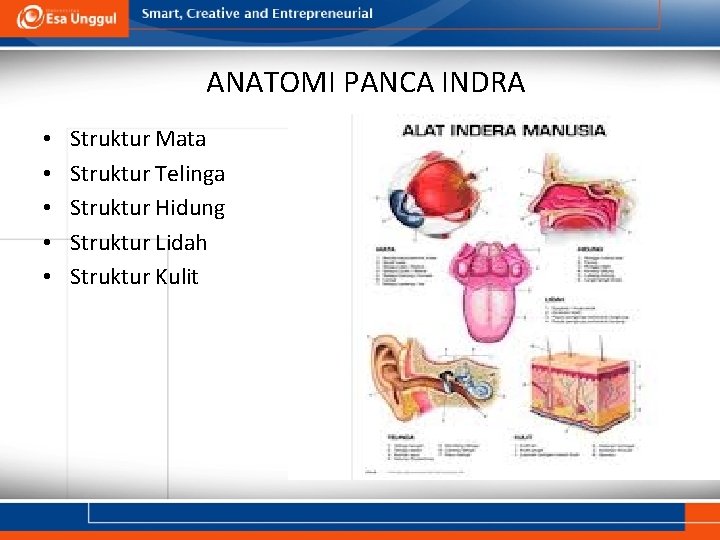 ANATOMI PANCA INDRA • • • Struktur Mata Struktur Telinga Struktur Hidung Struktur Lidah