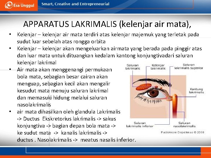 APPARATUS LAKRIMALIS (kelenjar air mata), • Kelenjar – kelenjar air mata terdiri atas kelenjar