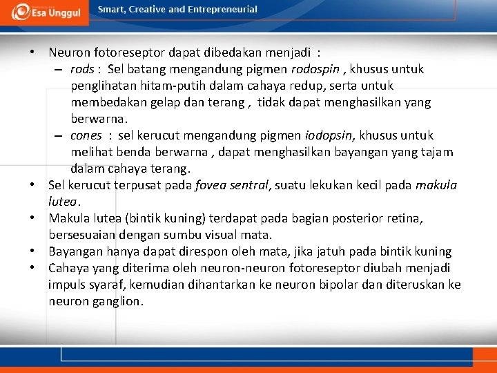  • Neuron fotoreseptor dapat dibedakan menjadi : – rods : Sel batang mengandung