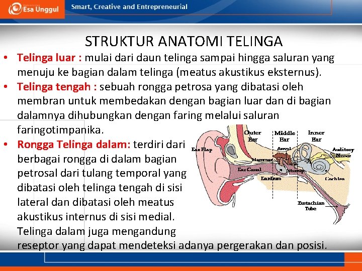 STRUKTUR ANATOMI TELINGA • Telinga luar : mulai dari daun telinga sampai hingga saluran