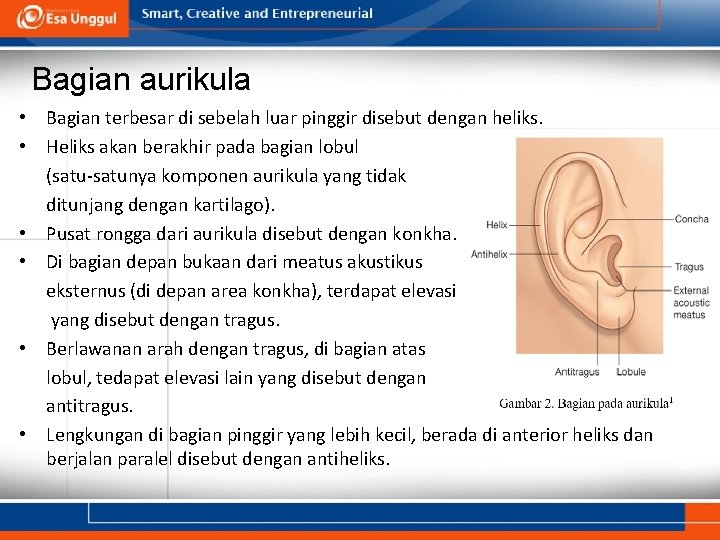 Bagian aurikula • Bagian terbesar di sebelah luar pinggir disebut dengan heliks. • Heliks