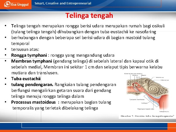 Telinga tengah • Telinga tengah merupakan rongga berisi udara merupakan rumah bagi osikuli (tulang