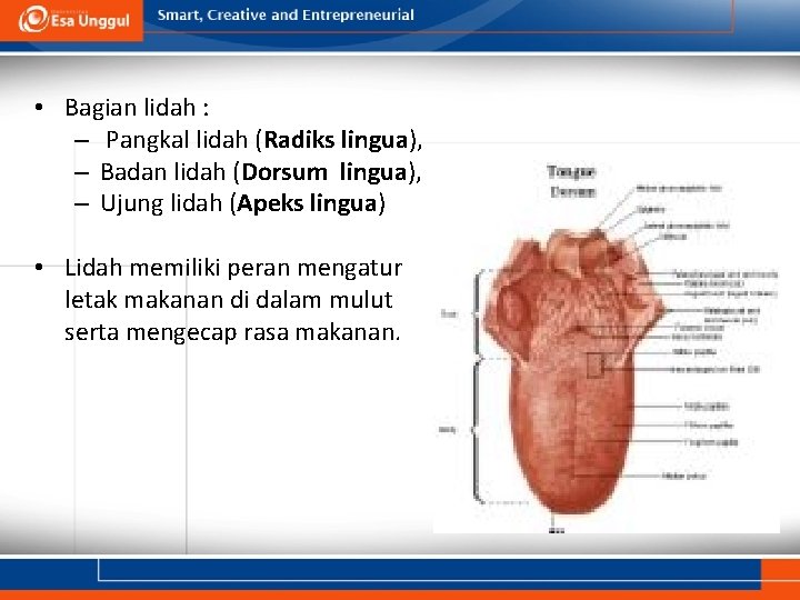  • Bagian lidah : – Pangkal lidah (Radiks lingua), – Badan lidah (Dorsum