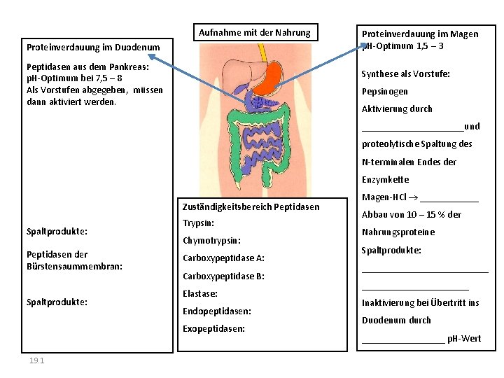 Aufnahme mit der Nahrung Proteinverdauung im Duodenum Peptidasen aus dem Pankreas: p. H-Optimum bei