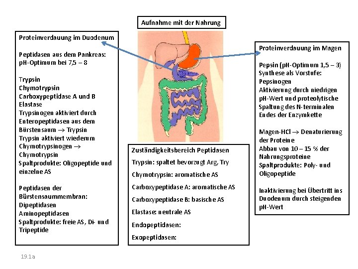 Aufnahme mit der Nahrung Proteinverdauung im Duodenum Proteinverdauung im Magen Peptidasen aus dem Pankreas: