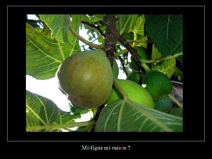 Mi-figue mi raison ? 