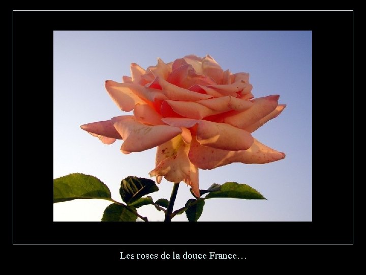 Les roses de la douce France… 