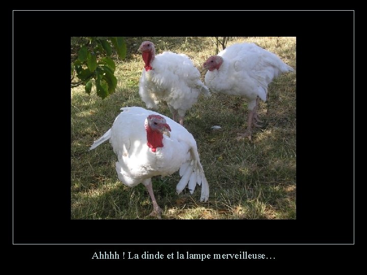 Ahhhh ! La dinde et la lampe merveilleuse… 
