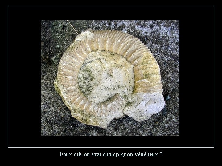 Faux cils ou vrai champignon vénéneux ? 