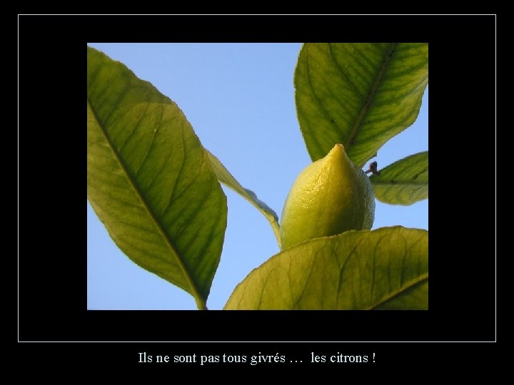 Ils ne sont pas tous givrés … les citrons ! 