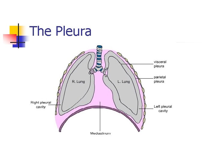 The Pleura 