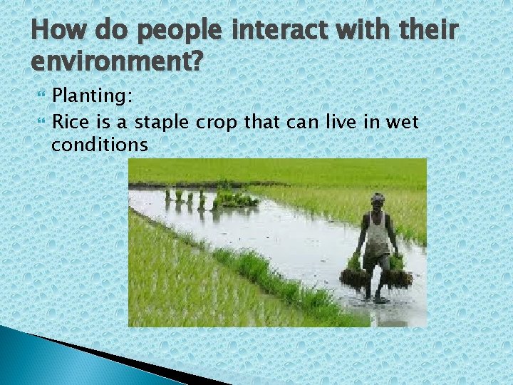 How do people interact with their environment? Planting: Rice is a staple crop that