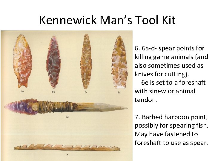Kennewick Man’s Tool Kit 6. 6 a-d- spear points for killing game animals (and