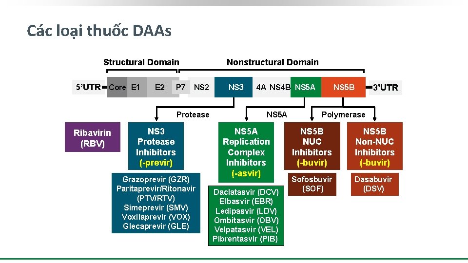 Các loại thuốc DAAs Structural Domain 5’UTR Core E 1 E 2 P 7