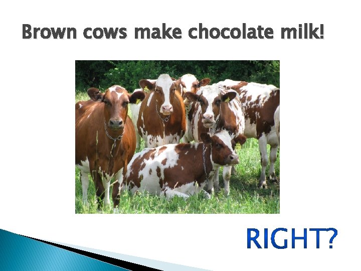 Brown cows make chocolate milk! 