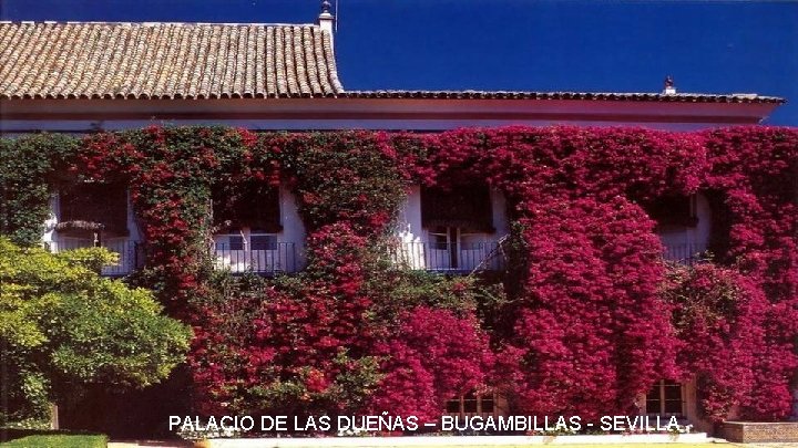 PALACIO DE LAS DUEÑAS – BUGAMBILLAS - SEVILLA 