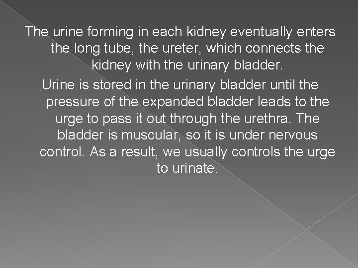 The urine forming in each kidney eventually enters the long tube, the ureter, which