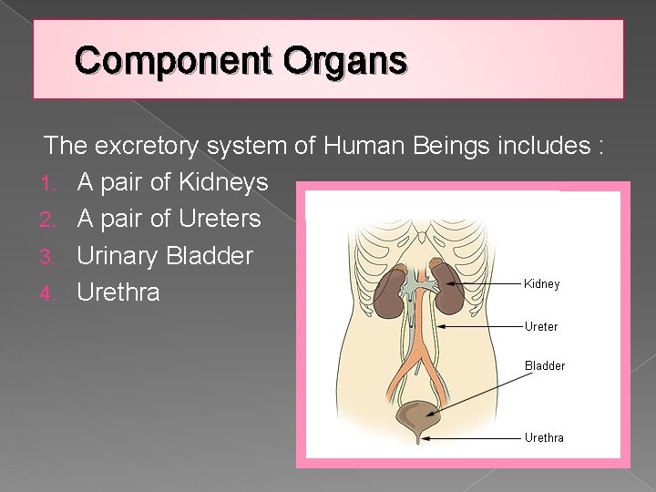 Component Organs The excretory system of Human Beings includes : 1. A pair of