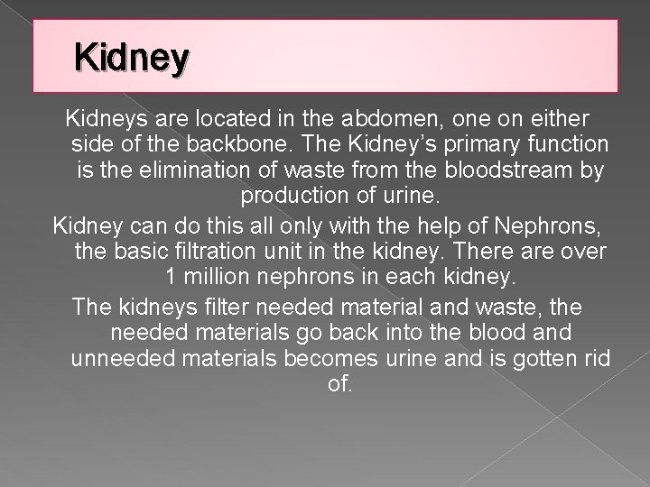 Kidneys are located in the abdomen, one on either side of the backbone. The