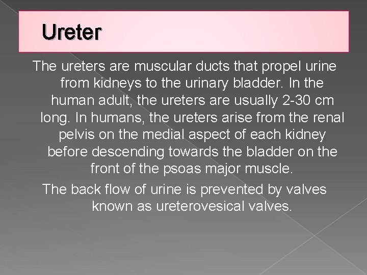 Ureter The ureters are muscular ducts that propel urine from kidneys to the urinary