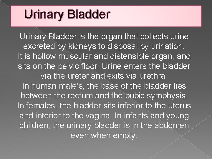 Urinary Bladder is the organ that collects urine excreted by kidneys to disposal by