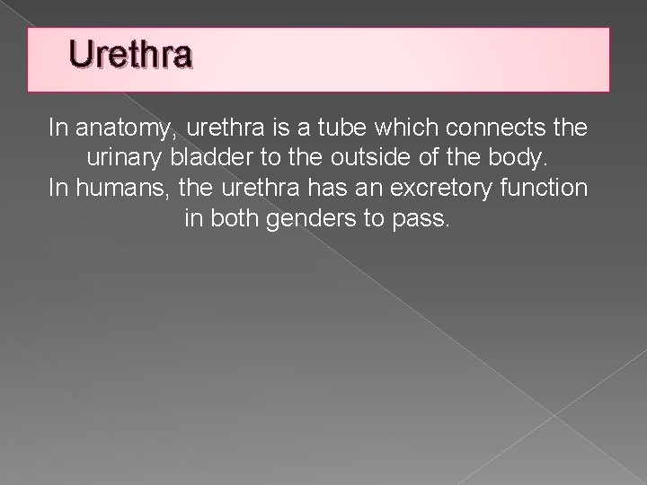 Urethra In anatomy, urethra is a tube which connects the urinary bladder to the