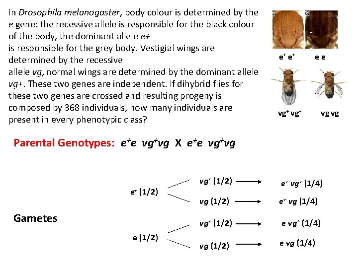 In Drosophila melanogaster, body colour is determined by the e gene: the recessive allele