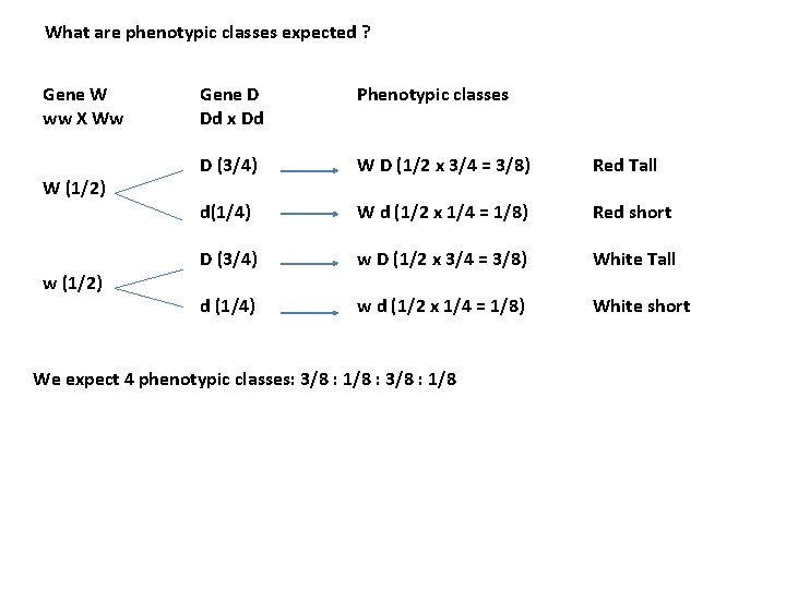 What are phenotypic classes expected ? Gene W ww X Ww W (1/2) w