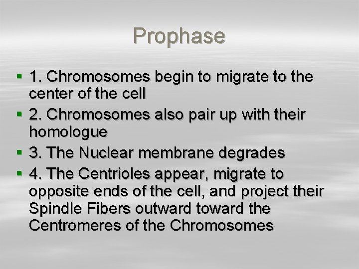 Prophase § 1. Chromosomes begin to migrate to the center of the cell §