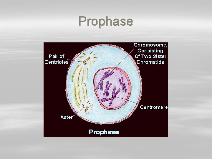 Prophase 