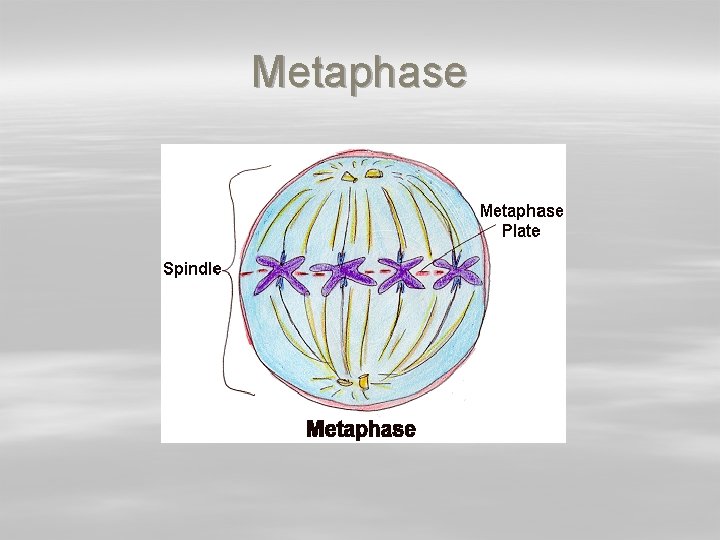 Metaphase 