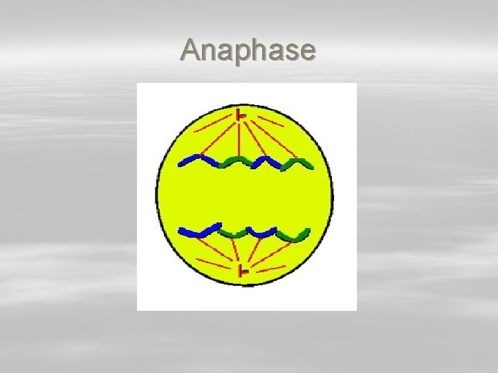 Anaphase 