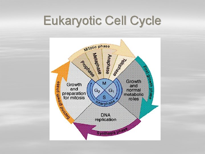 Eukaryotic Cell Cycle 