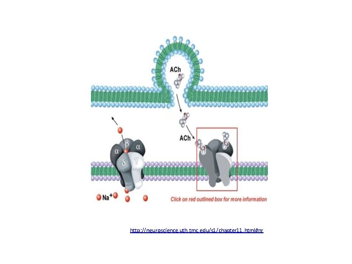 http: //neuroscience. uth. tmc. edu/s 1/chapter 11. html#nr 