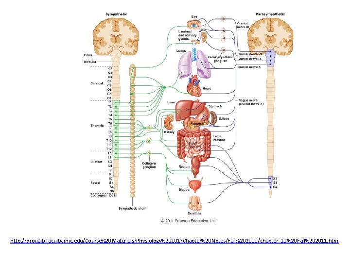 http: //droualb. faculty. mjc. edu/Course%20 Materials/Physiology%20101/Chapter%20 Notes/Fall%202011/chapter_11%20 Fall%202011. htm 