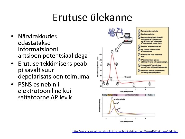 Erutuse ülekanne • Närvirakkudes edastatakse informatsiooni aktsioonipotentsiaalidega¹ • Erutuse tekkimiseks peab piisavalt suur depolarisatsioon