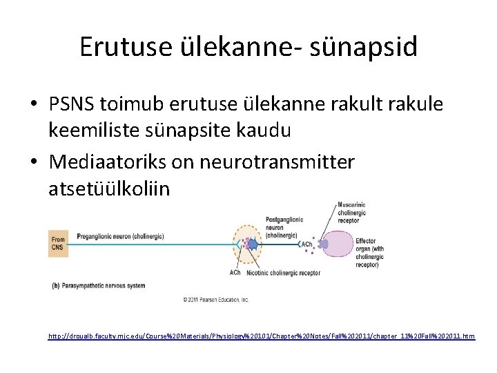 Erutuse ülekanne- sünapsid • PSNS toimub erutuse ülekanne rakult rakule keemiliste sünapsite kaudu •