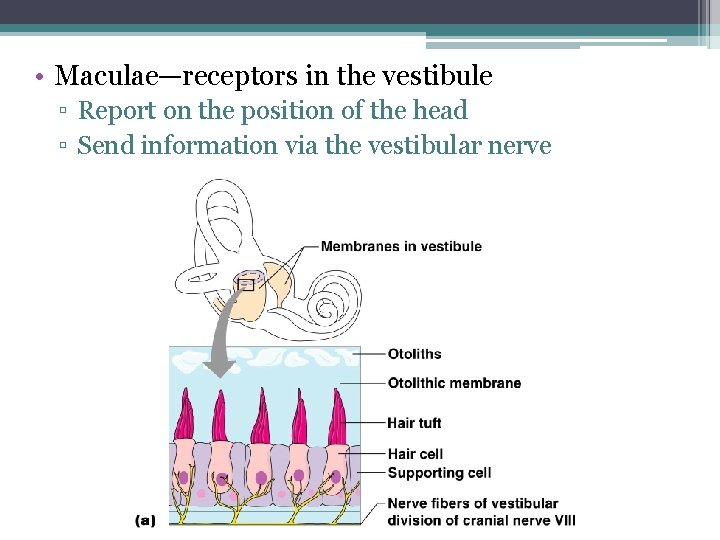  • Maculae—receptors in the vestibule ▫ Report on the position of the head