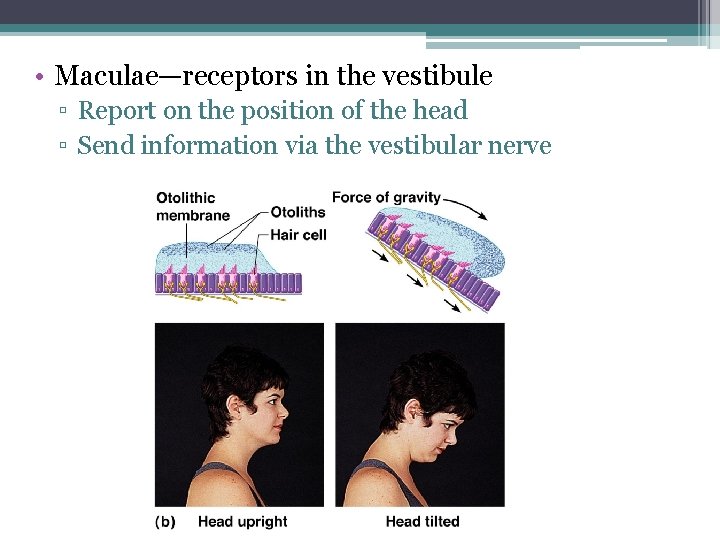  • Maculae—receptors in the vestibule ▫ Report on the position of the head