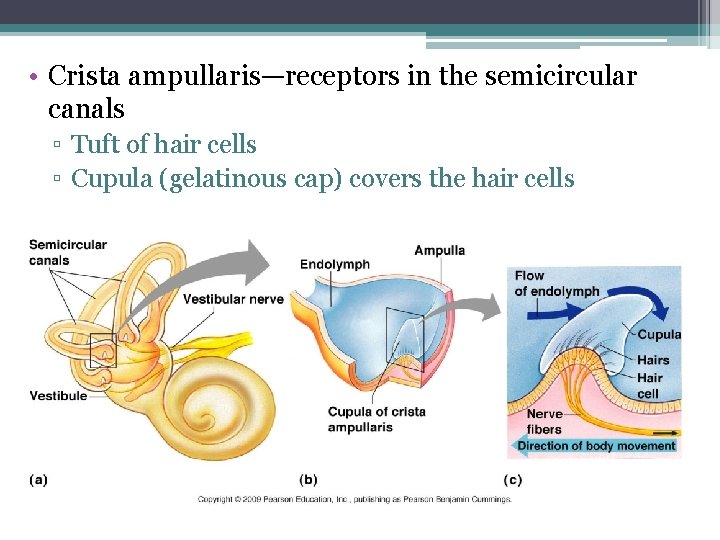  • Crista ampullaris—receptors in the semicircular canals ▫ Tuft of hair cells ▫
