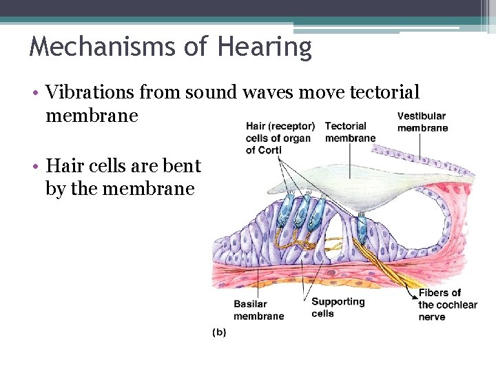 Mechanisms of Hearing • Vibrations from sound waves move tectorial membrane • Hair cells