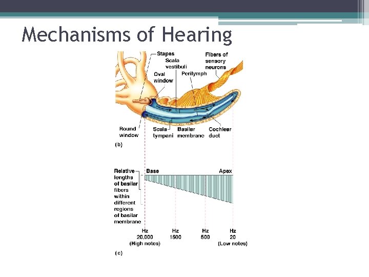 Mechanisms of Hearing 