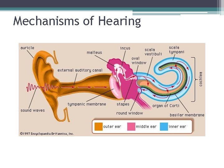 Mechanisms of Hearing 