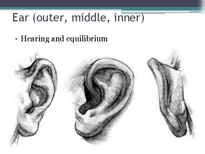 Ear (outer, middle, inner) • Hearing and equilibrium 