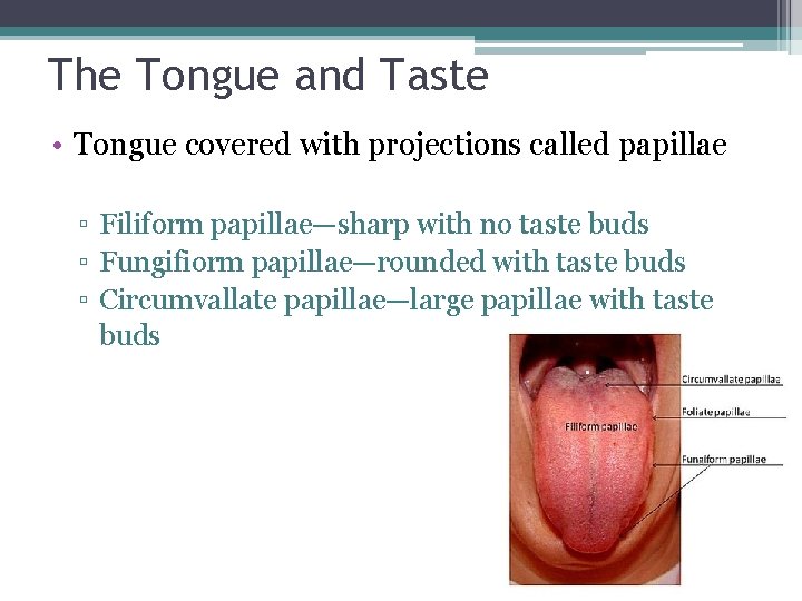 The Tongue and Taste • Tongue covered with projections called papillae ▫ Filiform papillae—sharp