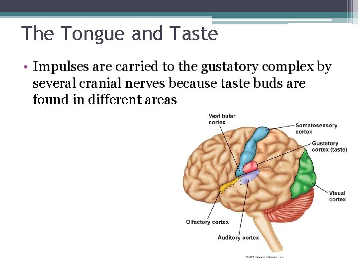 The Tongue and Taste • Impulses are carried to the gustatory complex by several