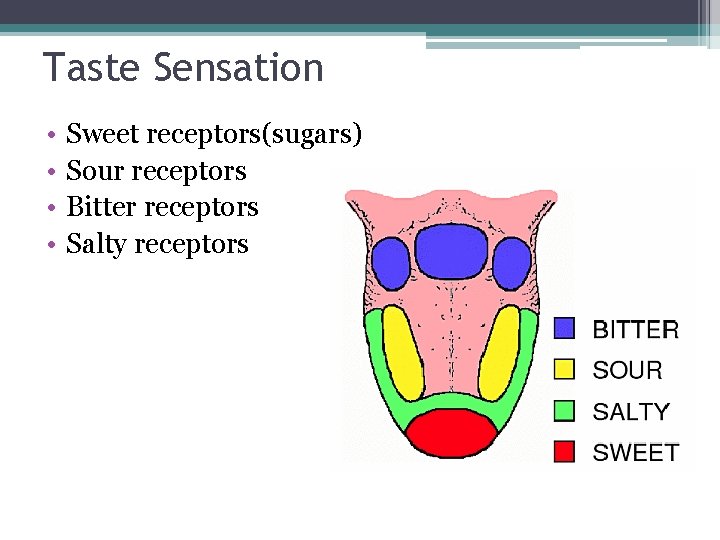 Taste Sensation • • Sweet receptors(sugars) Sour receptors Bitter receptors Salty receptors 